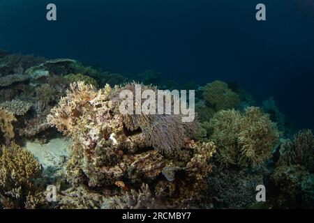 Falscher Clownanemonfisch auf dem Grund. Cellaris clownfish bei Symbiose mit der anemon. Falscher Percula-Clownfisch während des Tauchgangs in Raja Ampat. Kleiner oran Stockfoto