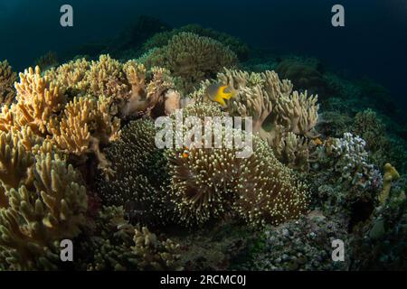 Falscher Clownanemonfisch auf dem Grund. Cellaris clownfish bei Symbiose mit der anemon. Falscher Percula-Clownfisch während des Tauchgangs in Raja Ampat. Kleiner oran Stockfoto