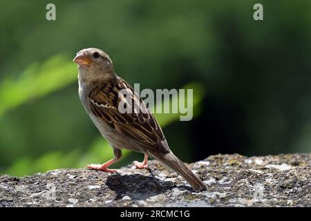 Kleine Spatzen auf einer Steinmauer in Tihany in der Nähe des Balaton-Sees Stockfoto