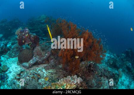 Chinesische Trompetenfische jagen in der Nähe der Korallen. Aulostomus chinensis beim Tauchgang in Raja Ampat. Lange gelbe Fische schwimmen langsam am Grund. Ma Stockfoto