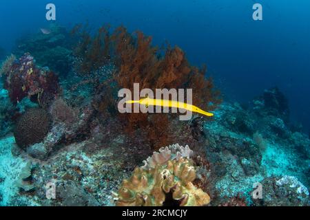 Chinesische Trompetenfische jagen in der Nähe der Korallen. Aulostomus chinensis beim Tauchgang in Raja Ampat. Lange gelbe Fische schwimmen langsam am Grund. Ma Stockfoto