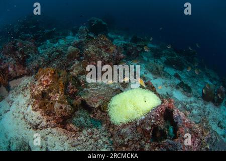 Rosa Stinktier-Clownfische beschützen die Anemone. Rosa Anemonfisch während des Tauchgangs in Raja Ampat. Meereslebewesen in Indonesien. Stockfoto