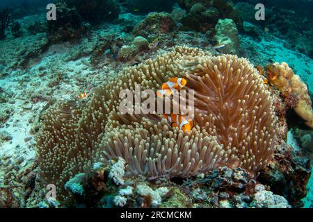 Falscher Clownanemonfisch auf dem Grund. Cellaris clownfish bei Symbiose mit der anemon. Falscher Percula-Clownfisch während des Tauchgangs in Raja Ampat. Kleiner oran Stockfoto