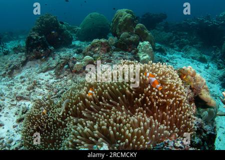 Falscher Clownanemonfisch auf dem Grund. Cellaris clownfish bei Symbiose mit der anemon. Falscher Percula-Clownfisch während des Tauchgangs in Raja Ampat. Kleiner oran Stockfoto