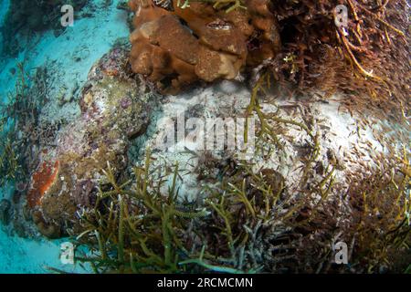 Scorpaenopsis barbata beim Tauchgang in Raja Ampat. Bartskorpionfische auf dem Meeresboden in Indonesien. Meereslebewesen. Stockfoto