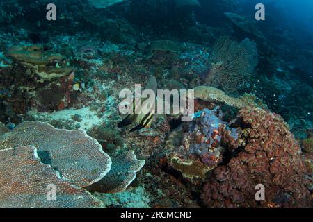 Platax teira während des Tauchgangs in Raja Ampat. Longfin Batfish schwimmt über den Korallen. Reichhaltiges Meeresökosystem in Indonesien. Exotisches Tauchen auf den Korallen r Stockfoto