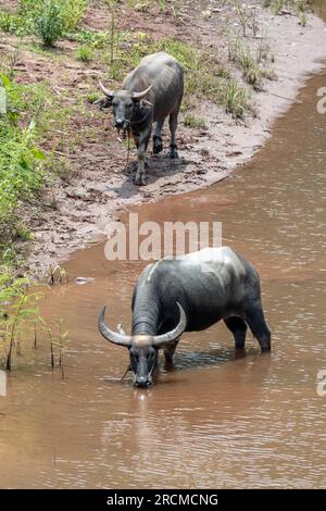 Wasserbüffel am Flussufer, Thailand Stockfoto