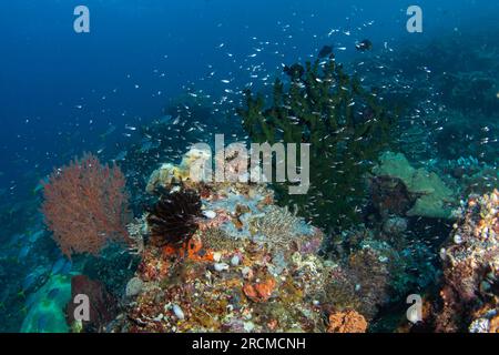 Üppiges Meer in der Nähe des Raja Ampat. Reiches Meeresökostismus in Indonesien. Exotisches Tauchen am Korallenriff. Stockfoto