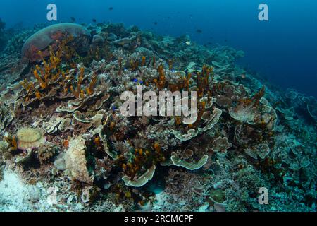 Üppiges Meer in der Nähe des Raja Ampat. Reiches Meeresökostismus in Indonesien. Exotisches Tauchen am Korallenriff. Stockfoto