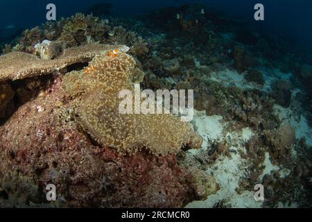 Falscher Clownanemonfisch auf dem Grund. Cellaris clownfish bei Symbiose mit der anemon. Falscher Percula-Clownfisch während des Tauchgangs in Raja Ampat. Kleiner oran Stockfoto