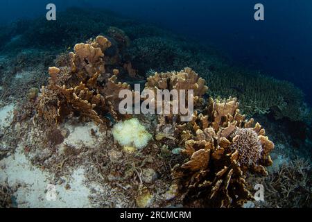 Falscher Clownanemonfisch auf dem Grund. Cellaris clownfish bei Symbiose mit der anemon. Falscher Percula-Clownfisch während des Tauchgangs in Raja Ampat. Kleiner oran Stockfoto