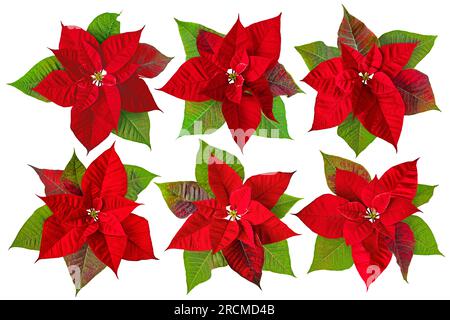 Poinsettia oder Heiligabend Blume mit auf Weiß isolierten Blättern. Flor de Pascua. Rote Euphorbia pulcherrima-Blütenpflanze. Stockfoto