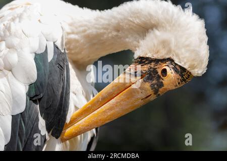 Porträt des asiatischen Wollhalses, Ciconia episcopus Stockfoto