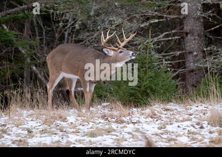 Weißwedelhirsch (Odocoileus virginianus). Reifer Buck im Dezember im Acadia-Nationalpark, Maine, USA. Die Wollsaison für Hirsche in New England ist Nein Stockfoto