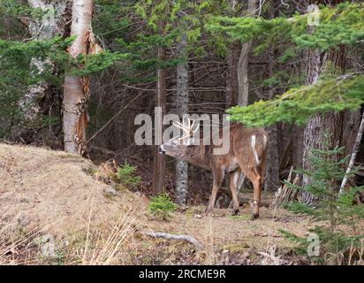 Weißwedelhirsche (Odocoileus virginianus). Reifen Buck während der Paarungszeit. Acadia National Park, Maine, USA. Stockfoto