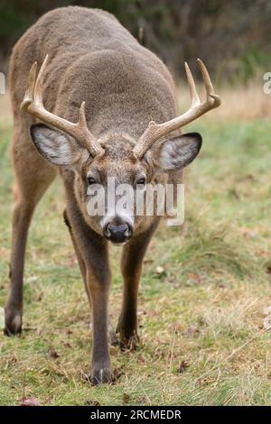 Weißwedelhirsche (Odocoileus virginianus). Reifen Buck während der Paarungszeit. Acadia National Park, Maine, USA. Stockfoto