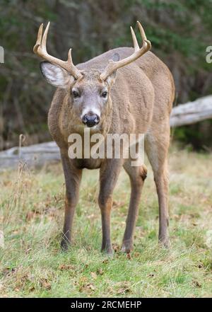 Weißwedelhirsche (Odocoileus virginianus). Reifen Buck während der Paarungszeit. Acadia National Park, Maine, USA. Stockfoto