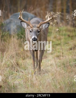 Weißwedelhirsche (Odocoileus virginianus). Reifen Buck während der Paarungszeit. Acadia National Park, Maine, USA. Stockfoto
