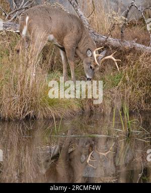 Weißschwanzhirsch (Odocoileus virginianus). Reifer Buck am Rande eines Biberteiches, während der Paarungszeit. Acadia National Park, Maine, USA. Stockfoto