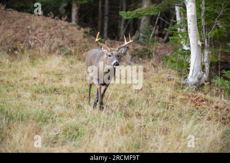 Weißwedelhirsche (Odocoileus virginianus). Reifen Buck während der Paarungszeit. Acadia National Park, Maine, USA. Stockfoto