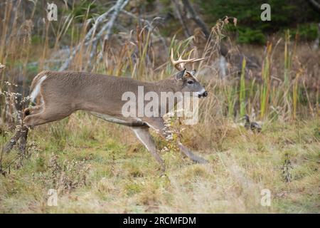 Weißschwanzhirsch (Odocoileus virginianus). Reifer Buck am Rande eines Biberteiches, während der Paarungszeit. Acadia National Park, Maine, USA. Stockfoto