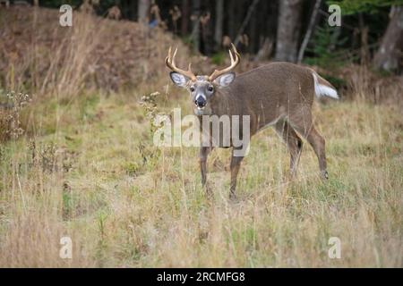 Weißwedelhirsche (Odocoileus virginianus). Reifen Buck während der Paarungszeit. Acadia National Park, Maine, USA. Stockfoto