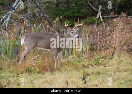 Weißschwanzhirsch (Odocoileus virginianus). Reifer Buck am Rande eines Biberteiches, während der Paarungszeit. Acadia National Park, Maine, USA. Stockfoto