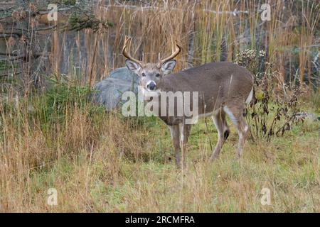 Weißschwanzhirsch (Odocoileus virginianus). Reifer Buck am Rande eines Biberteiches, während der Paarungszeit. Acadia National Park, Maine, USA. Stockfoto