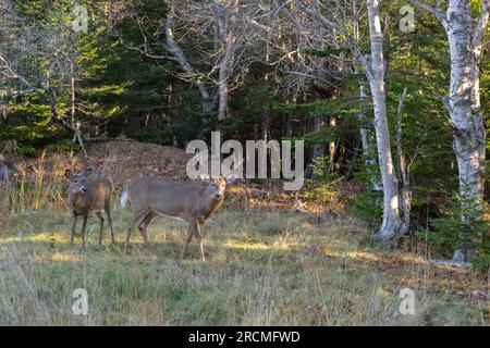 Weißwedelhirsch (Odocoileus virginianus). Weißwedelhirsch (Odocoileus virginianus). Großer Buck mit einer Rehe während der Paarungszeit. Acadia National Stockfoto
