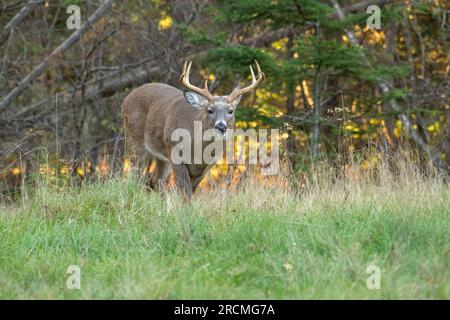 Weißwedelhirsche (Odocoileus virginianus). Reifen Buck während der Paarungszeit. Acadia National Park, Maine, USA. Stockfoto