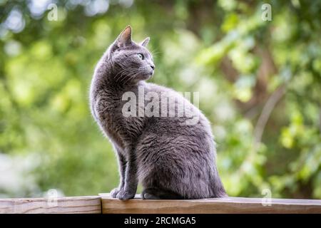 Wunderschönes russisches Katzenporträt im Sommer im Freien Stockfoto