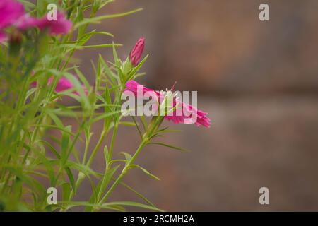 Blühende rote Dianthus-Blüten treten vor der Steinwand auf Stockfoto