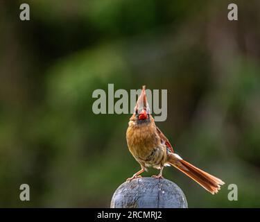 Ein weiblicher Kardinal aus dem Norden mit langem Schwanz, rotem Körper und einem dicken Schnabel. Früh am Morgen, inmitten üppigen Grüns, saß er auf einem Zaun am Straßenrand. Stockfoto