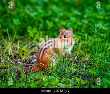 Streifenhörnchen leben in Parks, Gärten, Waldrodungen. Sie sind Allesfresser und ernähren sich von Samen, Nüssen, wirbellosen Tieren und sogar kleinen Eiern. Stockfoto