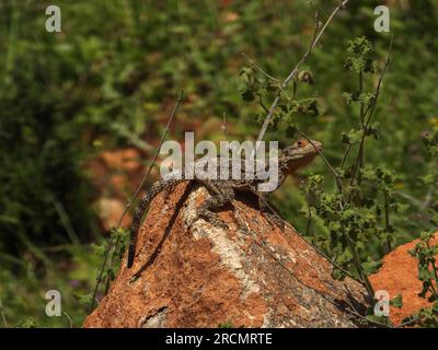 Ajloun, Jordanien : Chamäleon im grünen Wald - Wadi Al Noum (wilde Reptilien) Eidechse Stockfoto