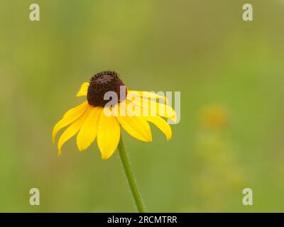 Schwarze-Augen-Susan, die auf einer Weide wächst. Quebec, Kanada Stockfoto