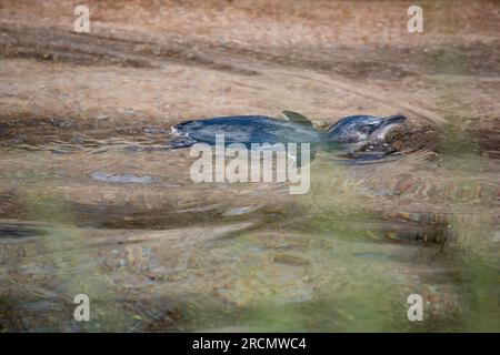 Feenpinguine sind die kleinsten Pinguine der Welt und die charakteristische Schieferblau- oder Indigo-Blau-Färbung der Federn auf der Oberseite des Stockfoto