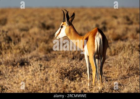 Springbok, eine sehr verbreitete Antilope im Etosha-Nationalpark, Namibia Stockfoto