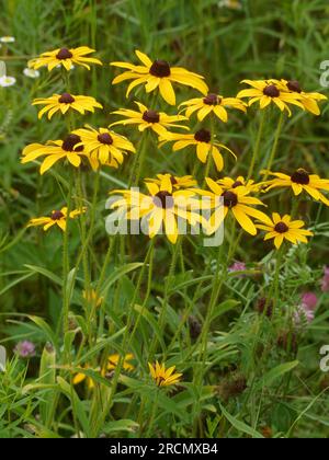 Schwarze-Augen-Susans auf einer Weide. Quebec, Kanada Stockfoto