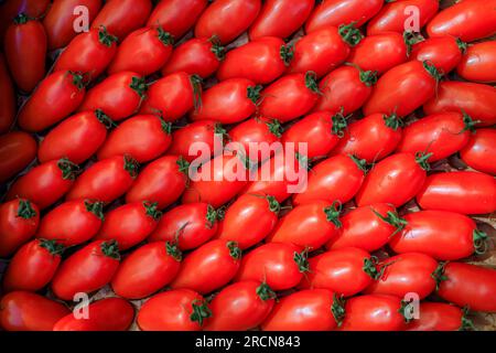 Frische reife Roma- oder italienische Pflaumentomaten in einem gepflegten Muster auf einem lokalen provenzalischen Bauernmarkt in der Altstadt oder Vieil Antibes, Südfrankreich Stockfoto