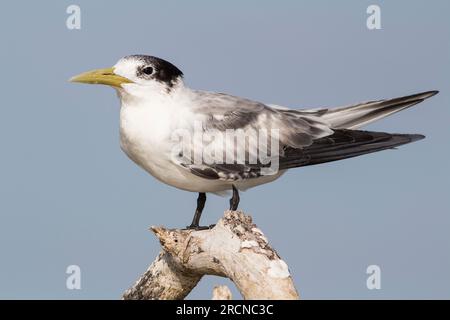 Juvenile Crested Tern im Profil. Sterna bergii Elliott River Bundaberg Queensland Australien Stockfoto