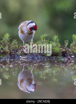 Europäischer Goldfinch [ Carduelis carduelis ] mit Blick in den Reflexionspool Stockfoto