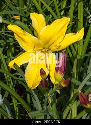 "Big Bird" Daylily, Daglilja (Hemerocallis) Stockfoto