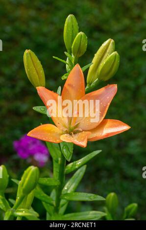 „Elodie“ Asiatische Lily, Asiatik lilja (Lilium asiatica) Stockfoto