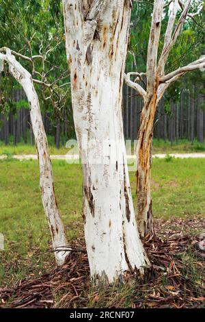 Kräftig weiße Stämme von Squiggly Gum Trees in Wallu an der Sunshine Coast von Queensland, Australien. Stockfoto