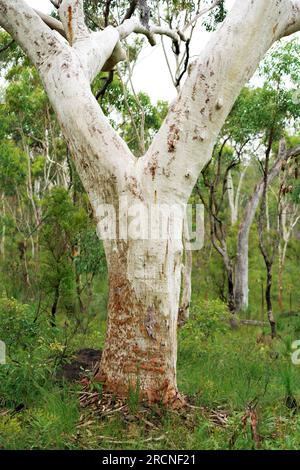 Kräftig weiße Stämme von Squiggly Gum Trees in Wallu an der Sunshine Coast von Queensland, Australien. Stockfoto