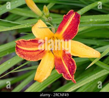 "Frans Hals' Daylily, Daglilja (Hemerocallis) Stockfoto