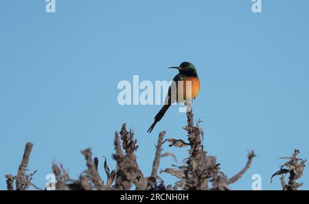 Orangenbrust-Sonnenvogel (Anthobaphes violacea), Wildvogel, der in einem Busch im Naturschutzgebiet Cape Point, Kap Halbinsel, Südafrika, zusammengeschlossen ist Stockfoto