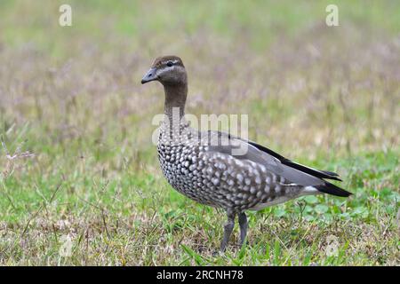 Eine ausgewachsene weibliche australische Holzente (Chenonetta jubata) auf dem Boden in einem Feld mit kurzem Gras, die in sanftem, bedeckten Licht auf die Kamera schaut Stockfoto