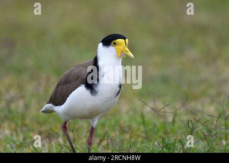 Nahaufnahme eines am Boden lebenden, australischen, maskierten Lapwing-Vogel - Vanellus Miles, Novaehollandiae - im bedeckten Licht, der in kurzem Gras wandert Stockfoto